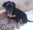 bob