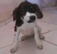 bob