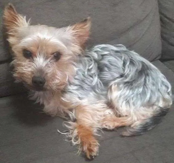 Cachorro ra a Yorkshire idade 3 anos nome Astro 