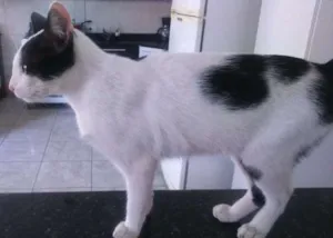 Gato raça vila-lata idade  nome bacon