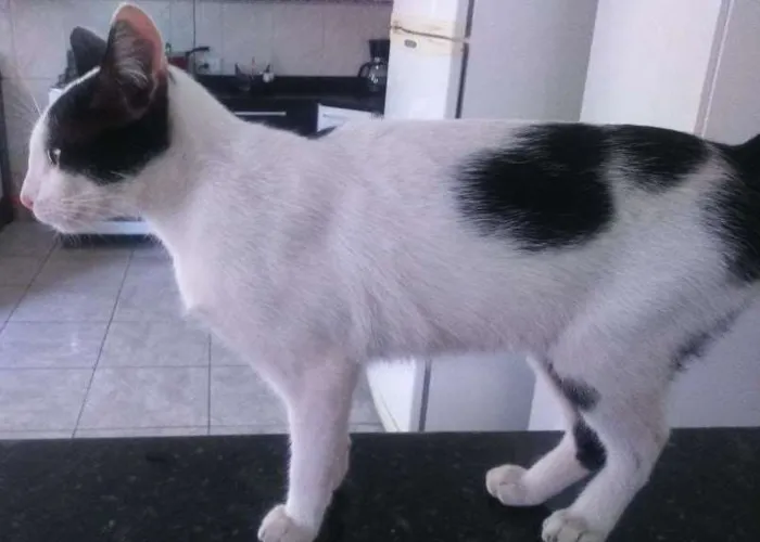 Gato ra a vila-lata idade  nome bacon