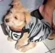Cachorro raça Ilhasa/vira lata misturado idade 1 ano nome Fred