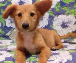 Cachorro raça Vira-lata  idade 2 a 6 meses nome Não tem nome