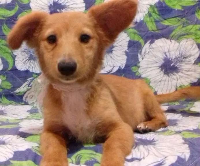 Cachorro ra a Vira-lata  idade 2 a 6 meses nome Não tem nome