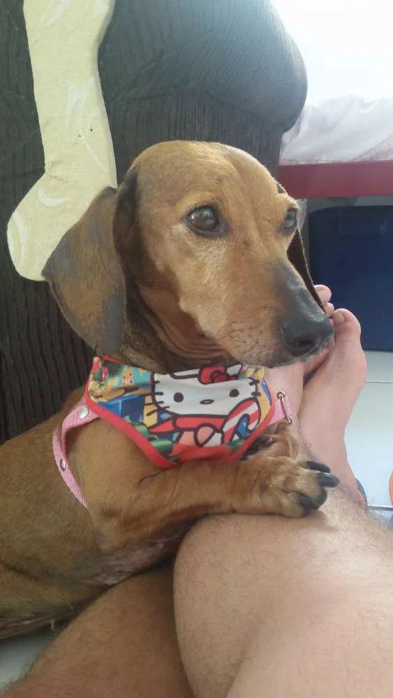 Cachorro ra a dachshund idade 6 ou mais anos nome Canela