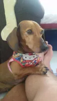Canela