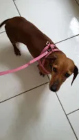 Canela