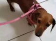 Canela