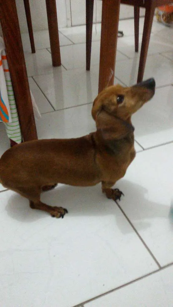 Cachorro ra a dachshund idade 6 ou mais anos nome Canela