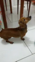 Canela