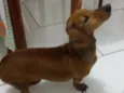 Canela
