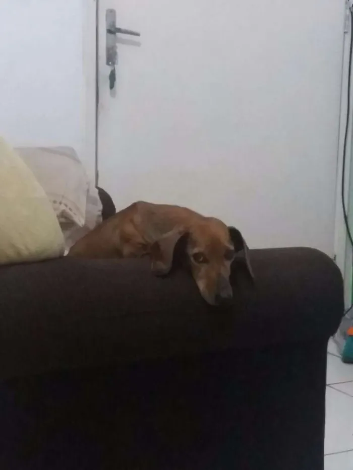 Cachorro ra a dachshund idade 6 ou mais anos nome Canela