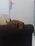 Canela