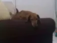 Canela