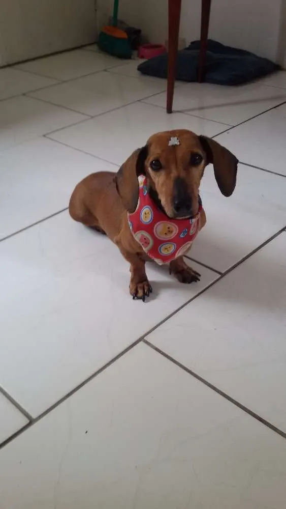 Cachorro ra a dachshund idade 6 ou mais anos nome Canela