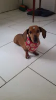 Canela
