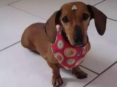 Cachorro ra a dachshund idade 6 ou mais anos nome Canela