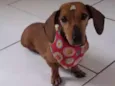 Canela