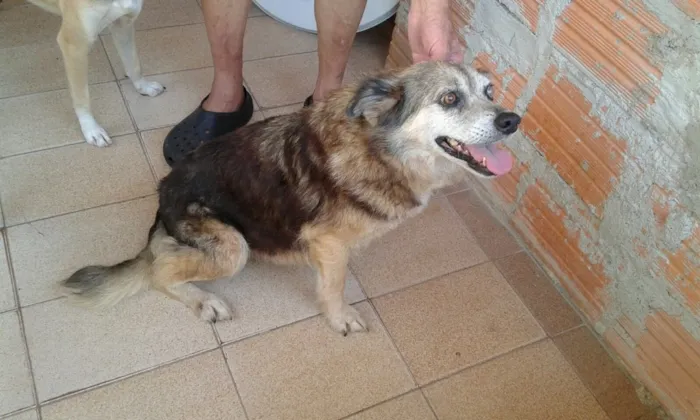 Cachorro ra a SRD  idade 6 ou mais anos nome Vitoria 