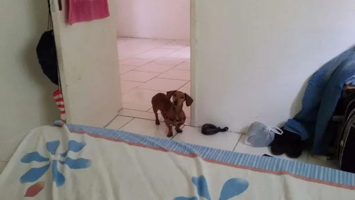 Cachorro ra a dachshund idade 6 ou mais anos nome Canela
