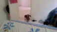 Canela