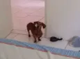 Canela