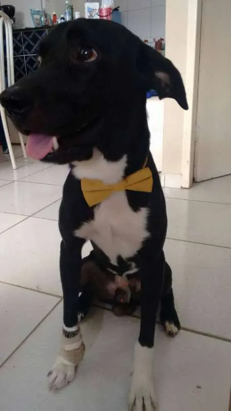 Cachorro ra a Indefinida idade 1 ano nome Bob GRATIFICA