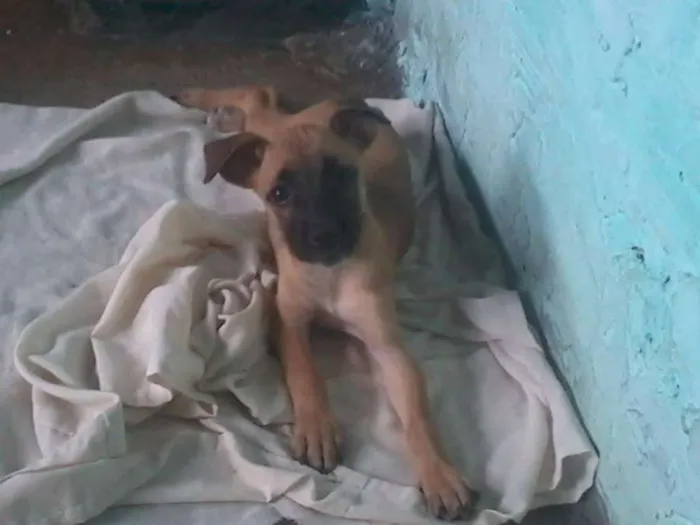 Cachorro ra a Virá lata  idade Abaixo de 2 meses nome não tem