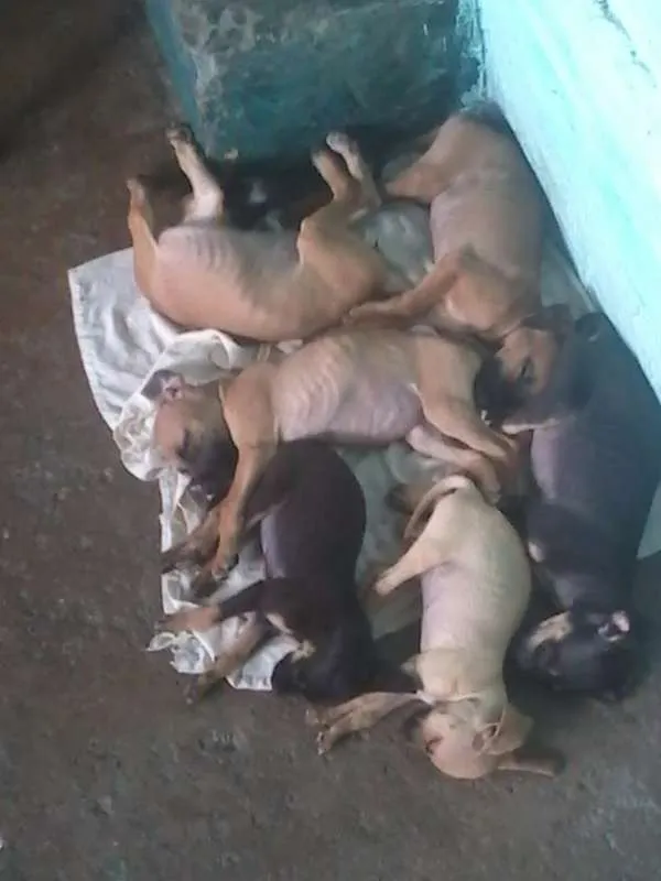 Cachorro ra a Virá lata  idade Abaixo de 2 meses nome não tem