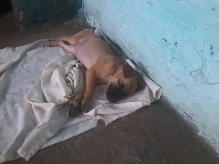 Cachorro ra a Virá lata  idade Abaixo de 2 meses nome não tem