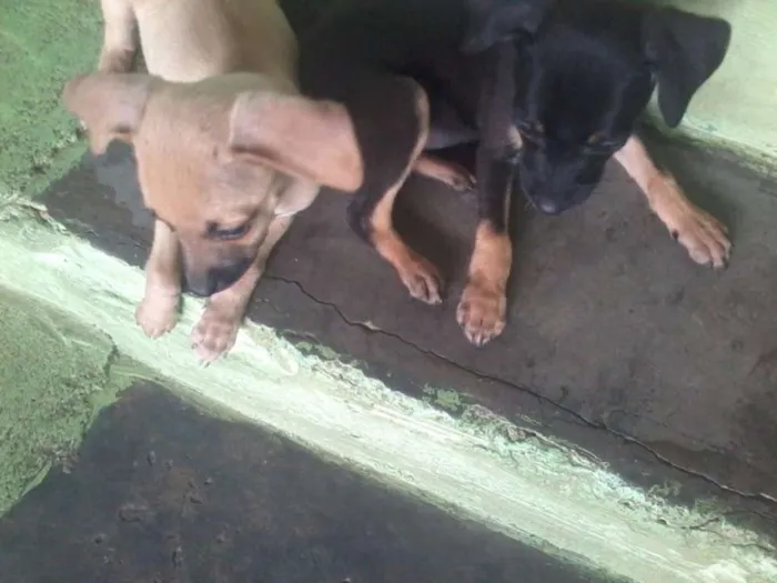 Cachorro ra a Virá lata  idade Abaixo de 2 meses nome não tem