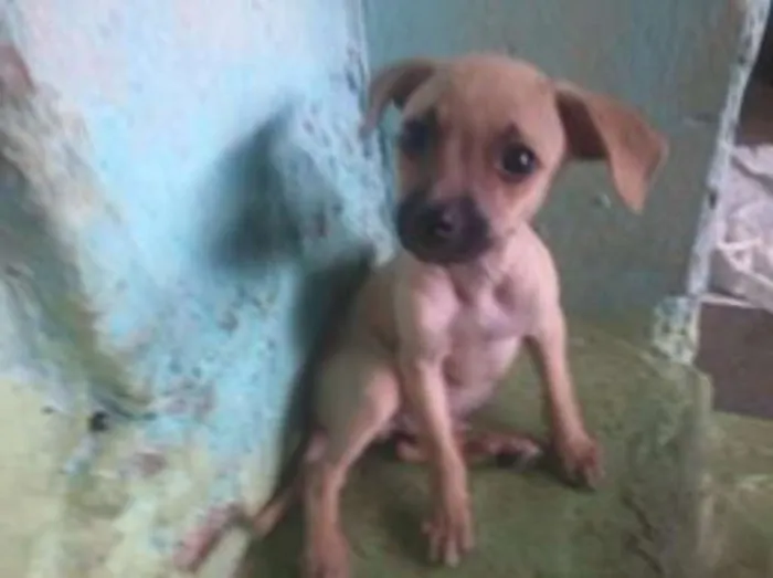 Cachorro ra a Virá lata  idade Abaixo de 2 meses nome não tem