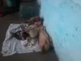 não tem