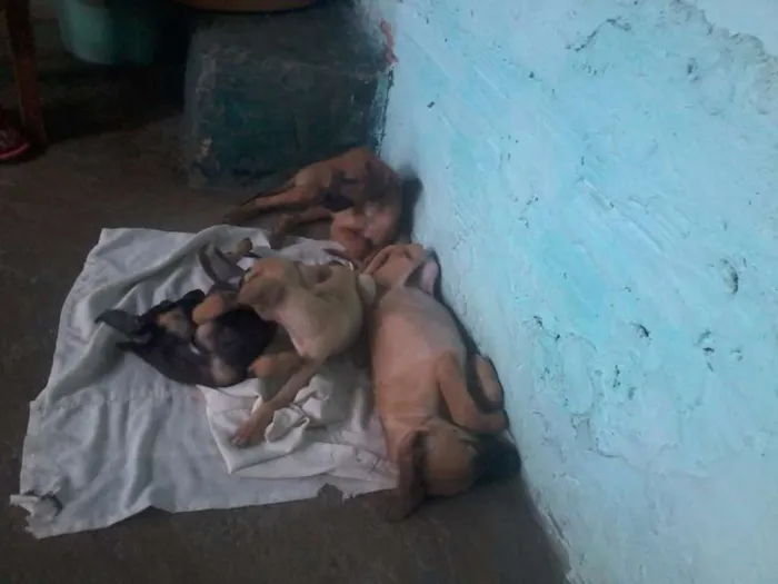 Cachorro ra a Virá lata  idade Abaixo de 2 meses nome não tem