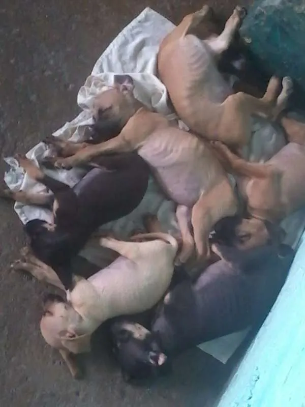 Cachorro ra a Virá lata  idade Abaixo de 2 meses nome não tem