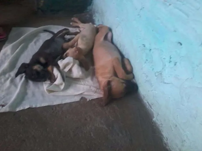 Cachorro ra a Virá lata  idade Abaixo de 2 meses nome não tem