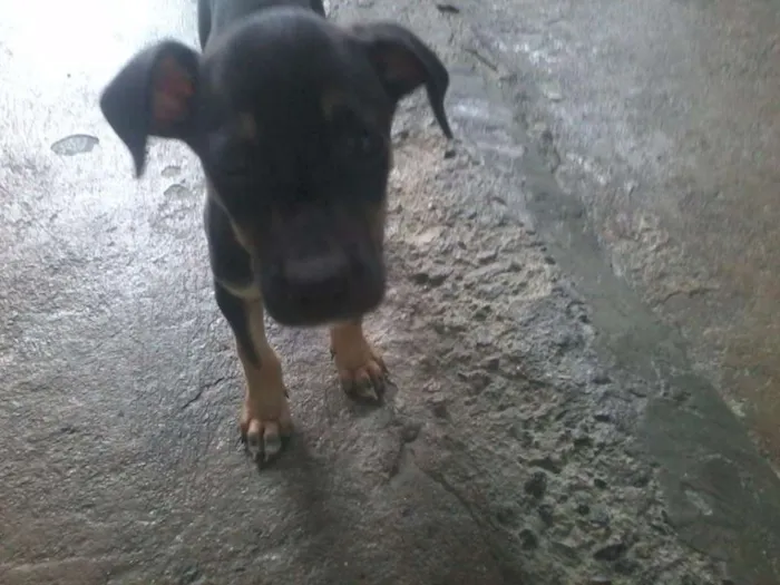 Cachorro ra a Virá lata  idade Abaixo de 2 meses nome não tem