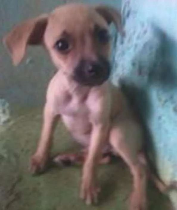 Cachorro ra a Virá lata  idade Abaixo de 2 meses nome não tem