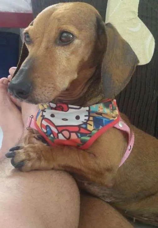 Cachorro ra a dachshund idade 6 ou mais anos nome Canela