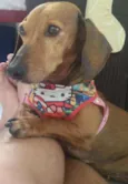 Canela