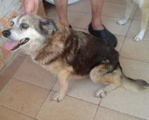 Cachorro raça SRD  idade 6 ou mais anos nome Vitoria 