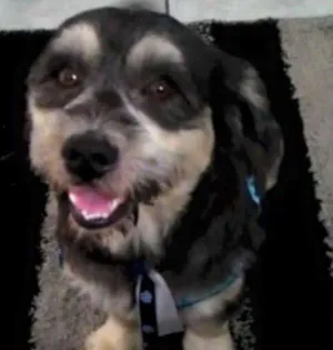 Cachorro raça SRD  idade 3 anos nome Sininho