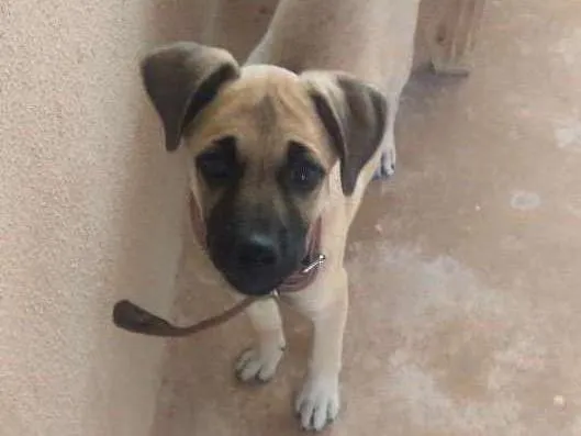 Cachorro ra a Vira lata idade 2 a 6 meses nome Safira