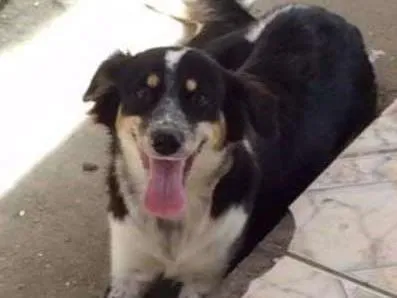 Cachorro ra a srd idade 7 a 11 meses nome Bethoven