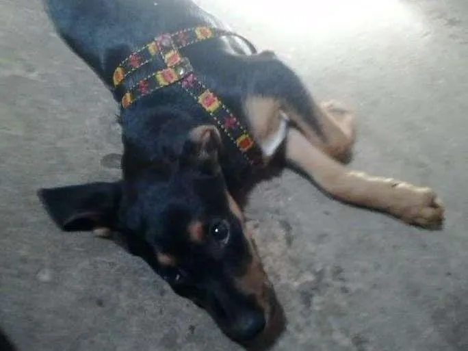 Cachorro raça SRD idade 7 a 11 meses nome Spyke