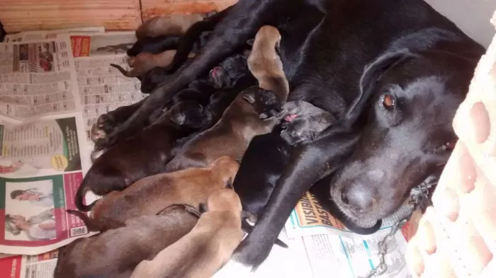 Cachorro raça Sem raça definida idade 3 anos nome Safira