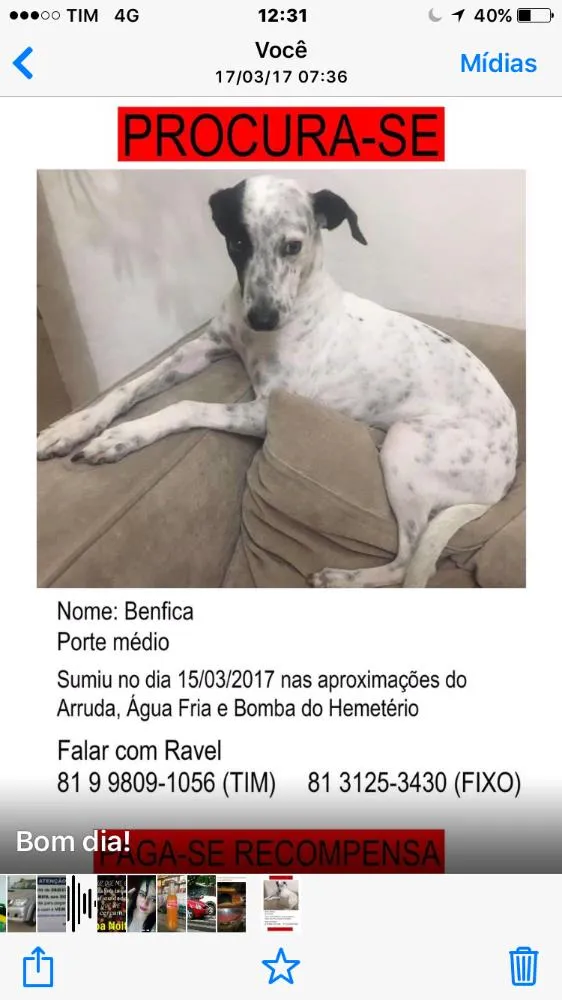 Cachorro ra a Vira com dálmata  idade 2 anos nome Benfica ou nina 