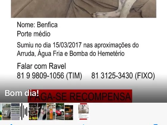 Cachorro ra a Vira com dálmata  idade 2 anos nome Benfica ou nina 