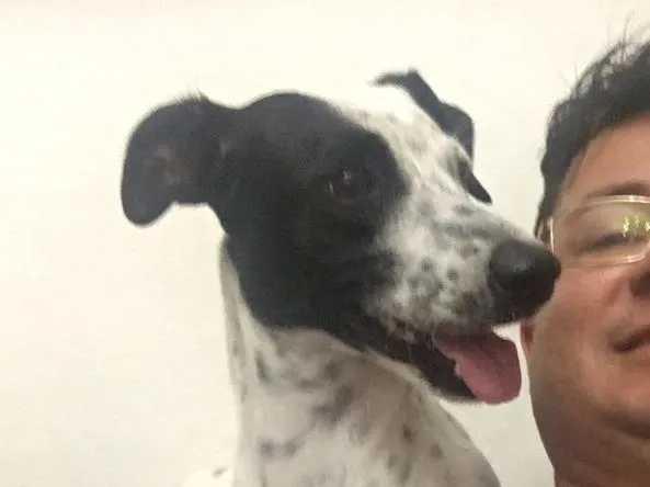 Cachorro ra a Vira com dálmata  idade 2 anos nome Benfica ou nina 