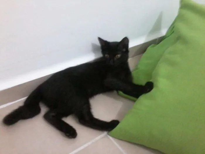 Gato ra a nenhuma idade 2 a 6 meses nome Nzinga